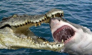 湾鳄能杀死大白鲨吗