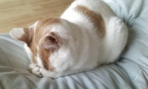 为什么猫咪喜欢把手踹怀里睡觉