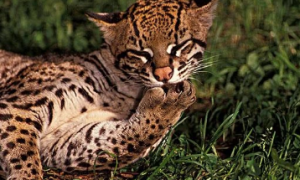 野生豹猫能吃吗有毒吗