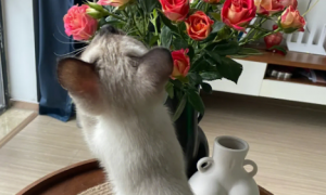猫咪为什么老爱啃花枝巴呢