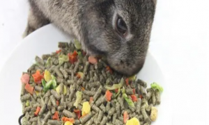 幼兔一次吃多少兔粮