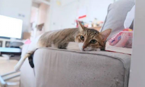 猫咪为什么喜欢睡沙发呢怎么回事