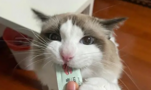 布偶猫能吃猫条吗