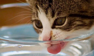 为什么猫咪喜欢玩水碗呢
