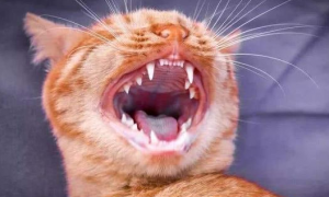 猫咪喜欢蹭牙齿是为什么