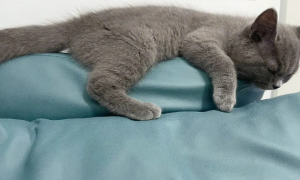 为什么猫咪喜欢碰鼻子睡觉呢