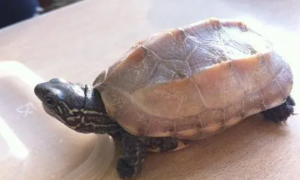 八角龟是保护动物吗