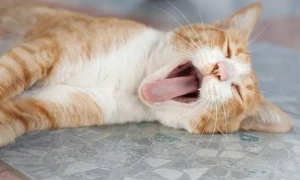 猫咪会急喘气的原因是什么