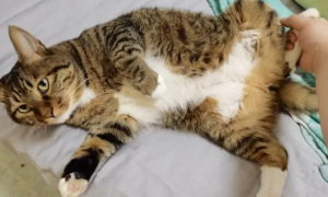 猫咪为什么肚子特别大呢怎么办