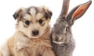 兔子和狗一起睡