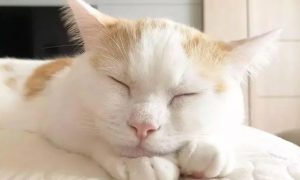 猫咪睡觉为什么垫着脑袋呢