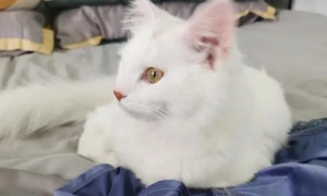 宠物猫白色品种