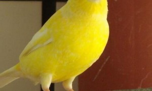 山东黄玉鸟图片
