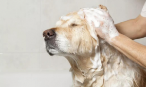 宠物犬多大可以洗澡