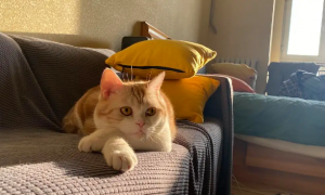猫咪喜欢放在客厅吗为什么呢