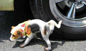 防止狗在轮胎撒尿的用什么药
