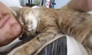 猫咪为什么摸主人嘴睡觉呢