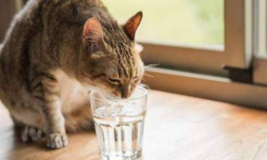 为什么猫喜欢喝温水
