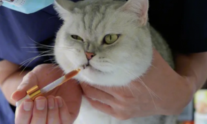 猫咪能用的止咳化痰药