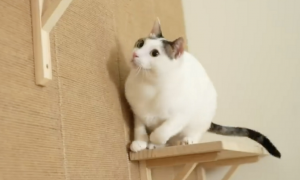 为什么猫咪会靠墙行走呢
