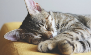 猫咪睡觉为什么会大叫呢正常吗