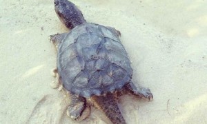 乌龟多久才算一岁