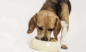 为什么狗狗吃得少