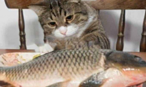 猫咪为什么老吃鱼