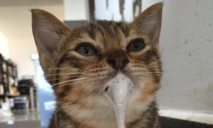 猫咪为什么会吐泡泡