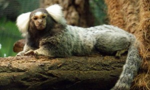 棉耳绒猴是保护动物吗