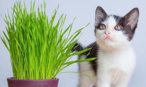 猫草几个月能吃