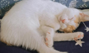 为什么猫咪会抱着自己睡觉