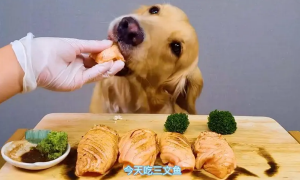 狗吃三文鱼吃生的还是熟的