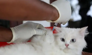 5个月大的猫打过疫苗吗