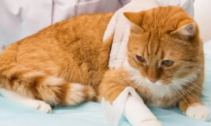 猫咪被咬伤了用什么药