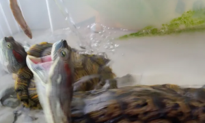 鱼可以喂龟粮吗