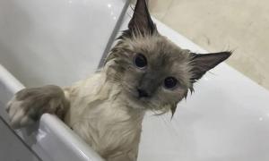 为什么猫咪浑身都是水洗的