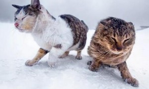 为什么冬天猫咪精神差的原因