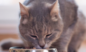 猫为什么春天不爱吃饭