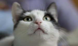 为什么猫咪胡须长在眼睛上呢