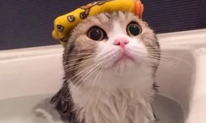 猫咪洗澡为什么会凶我