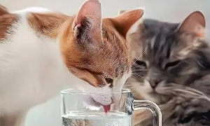 为什么猫咪睡觉之前会喝水的原因