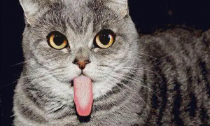 猫咪为什么要把舌头咬着