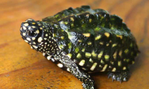 斑点池龟最贵多少钱