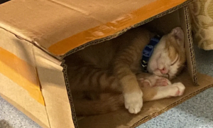 猫咪为什么这么喜欢箱子