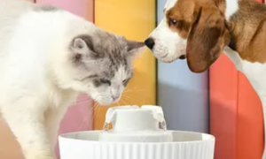 猫和狗喝水方式一样吗