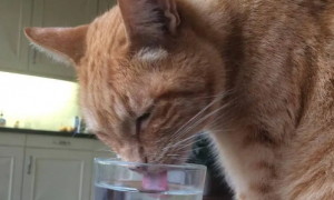 猫咪为什么喝水总会呛