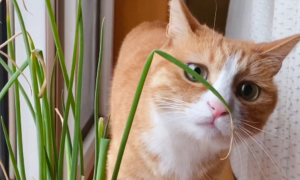 猫咪为什么喜欢闻小葱味呢