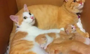 小猫怀了他爸的孩子