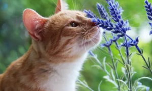 猫咪为什么喜欢舔花
